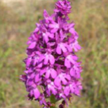 Orchis pyramidal ©O.G.E