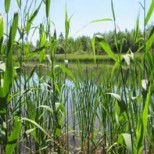 Roselière réhabilitée sur site – juin 2014 
© EACM -AD