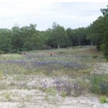 Vue du tapis végétal de Véronique en Epi l’été suivant ©O.G.E